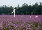 马鞭草