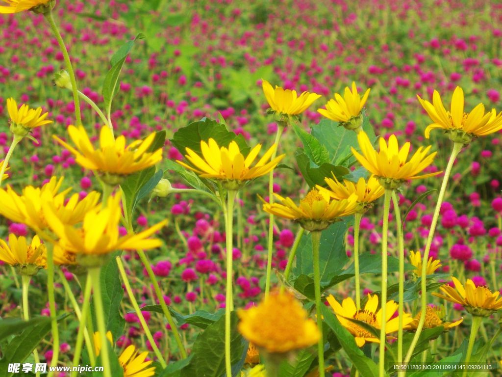 雏菊