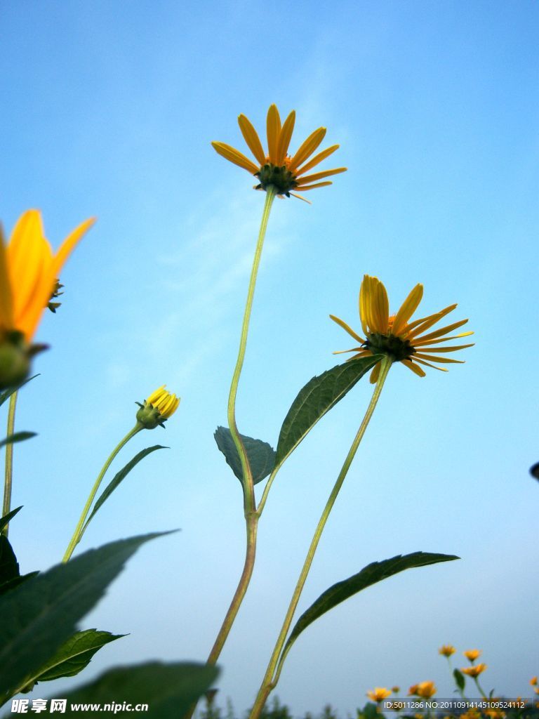 雏菊