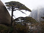 黄山松