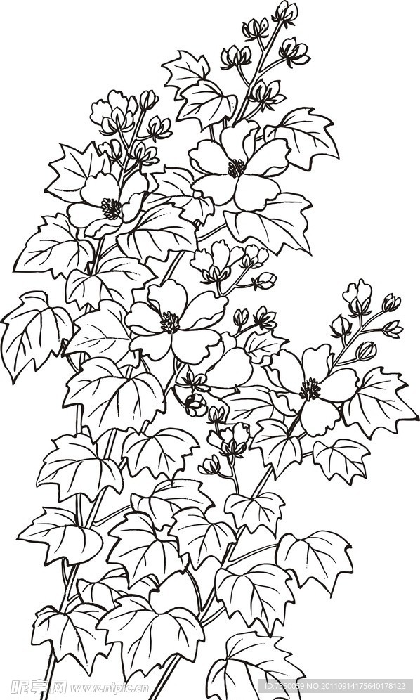 白描芙蓉花