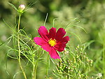 波斯菊