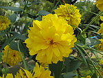 路边野花