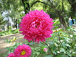 路边野花