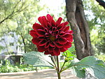 大丽菊