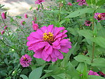 非洲菊
