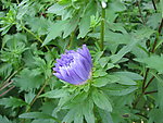 路边野花