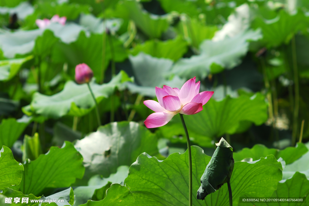 西湖荷花