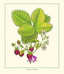 草莓