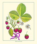 草莓