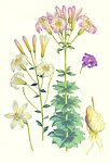 白合花