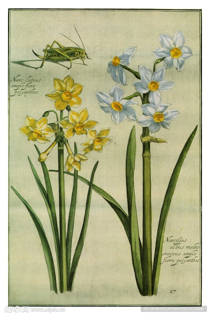 水仙花