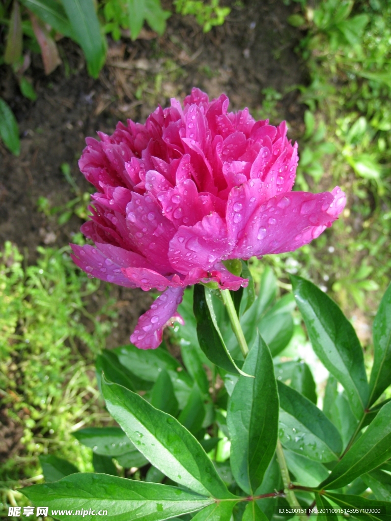 牡丹花