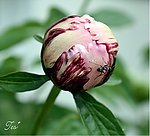 牡丹花蕾