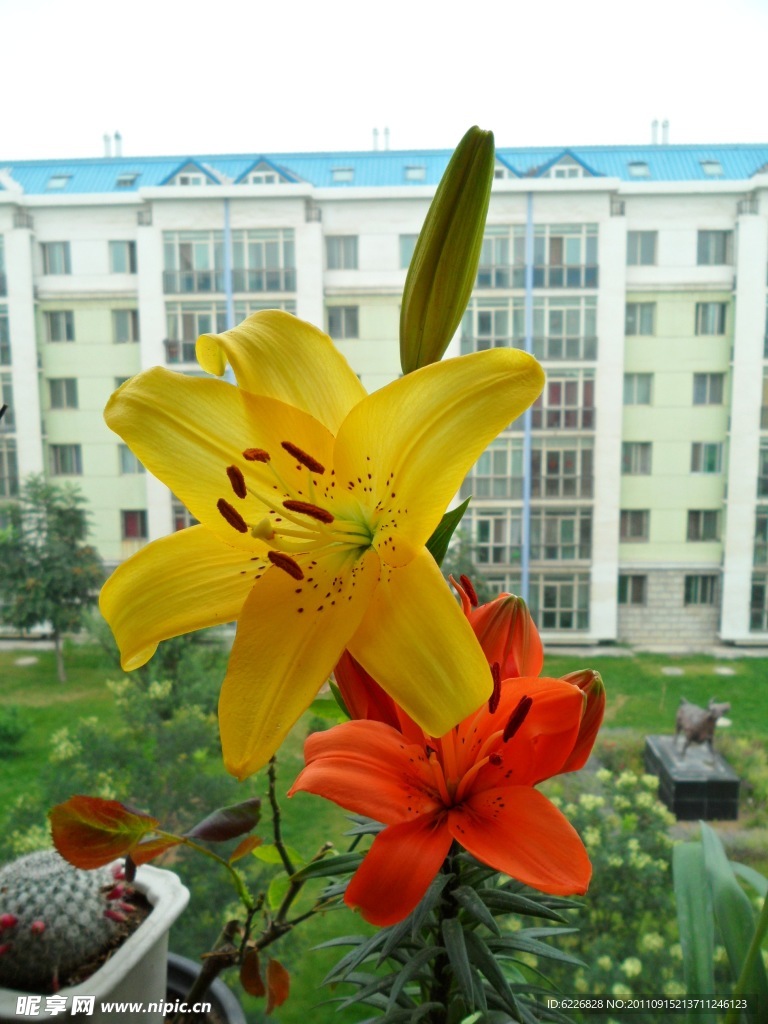 百合花开