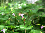 花韵