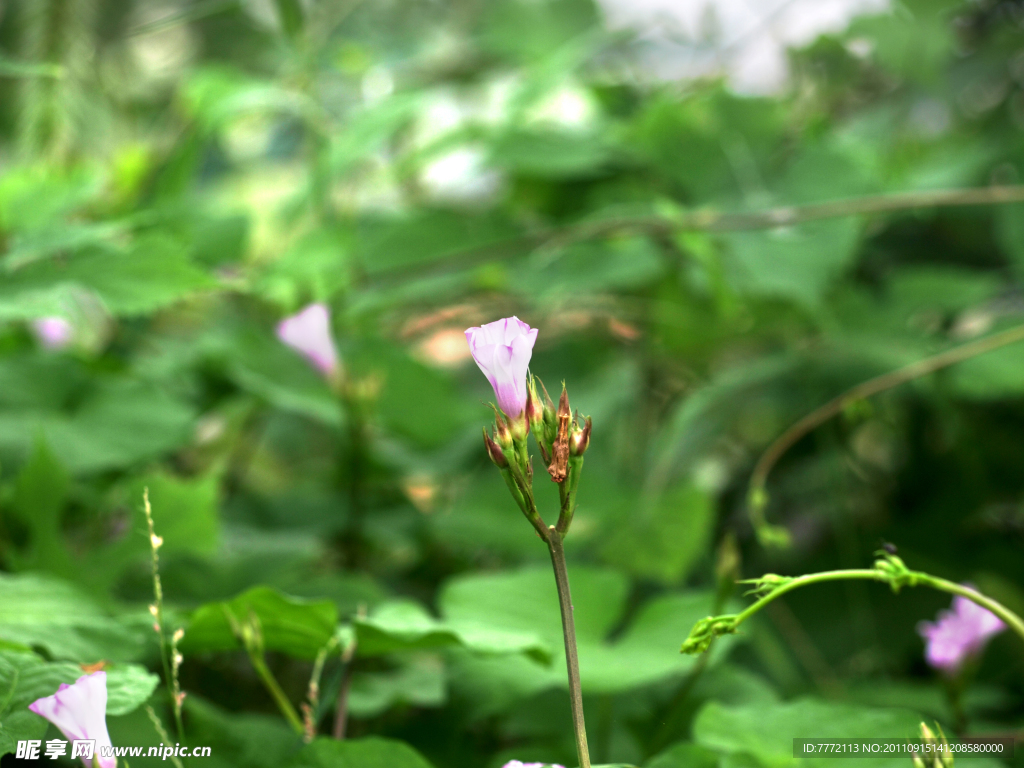 花韵