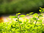 新芽