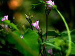 花韵