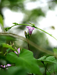 花韵
