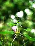 新芽