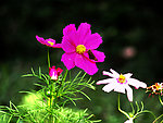 波斯菊