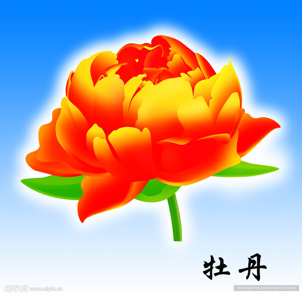 牡丹
