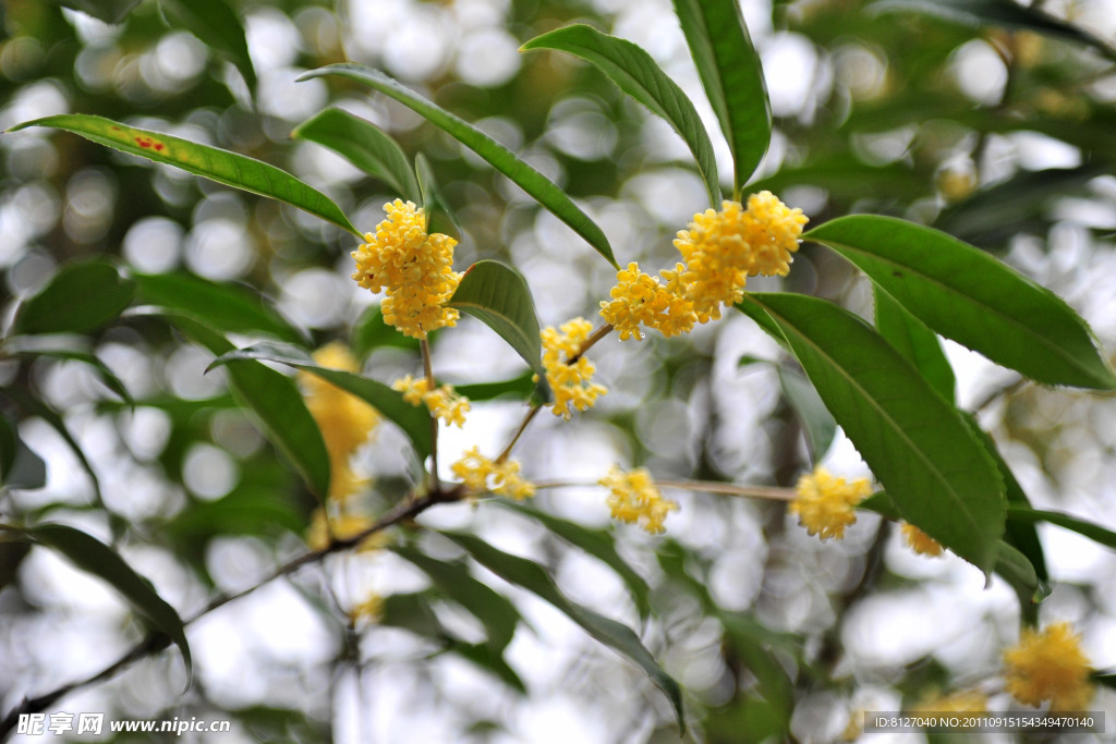 八月桂花香郁浓