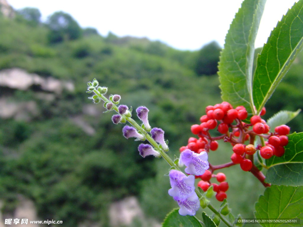 山花 浪漫