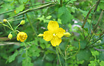 山花 黄花