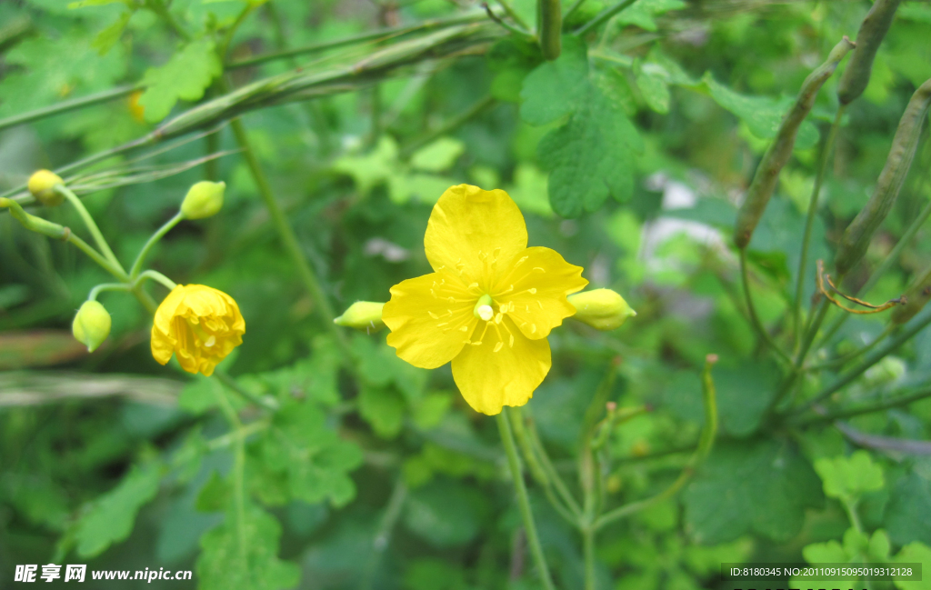 山花 黄花