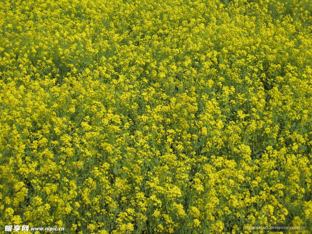 油菜花 山花