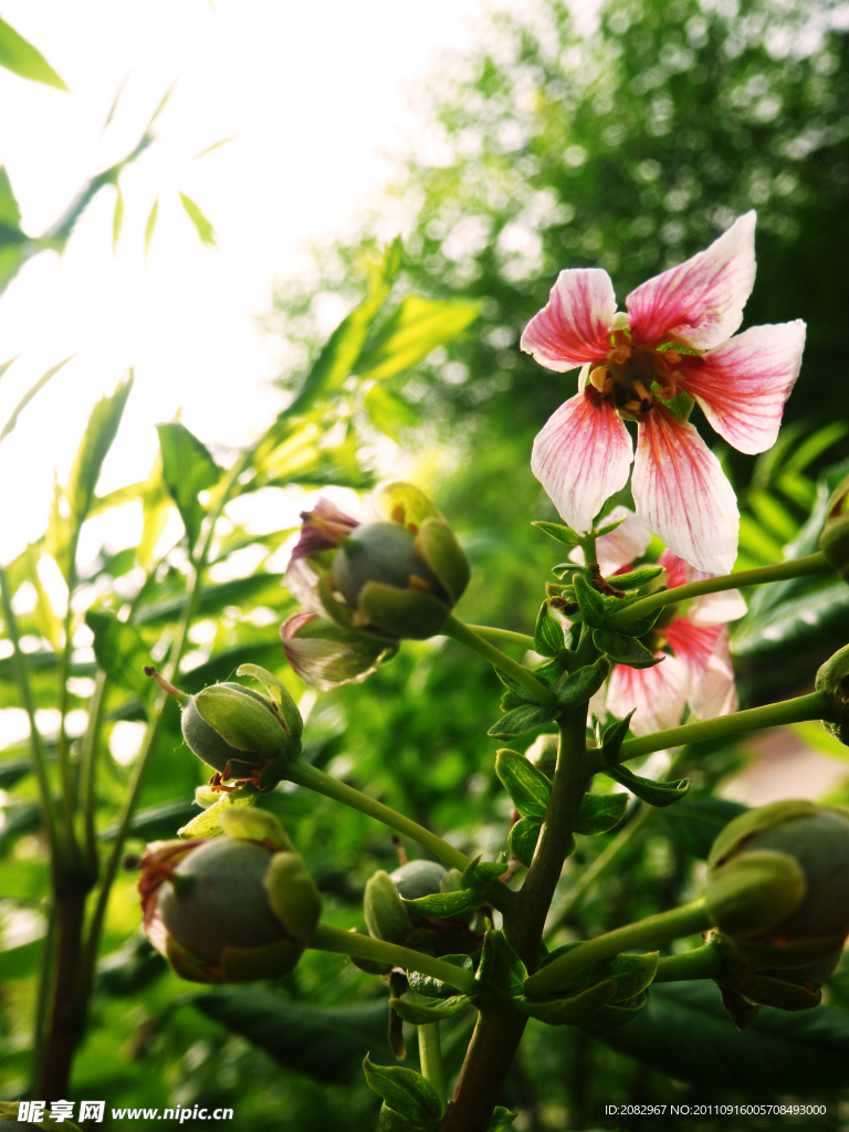 美丽的花