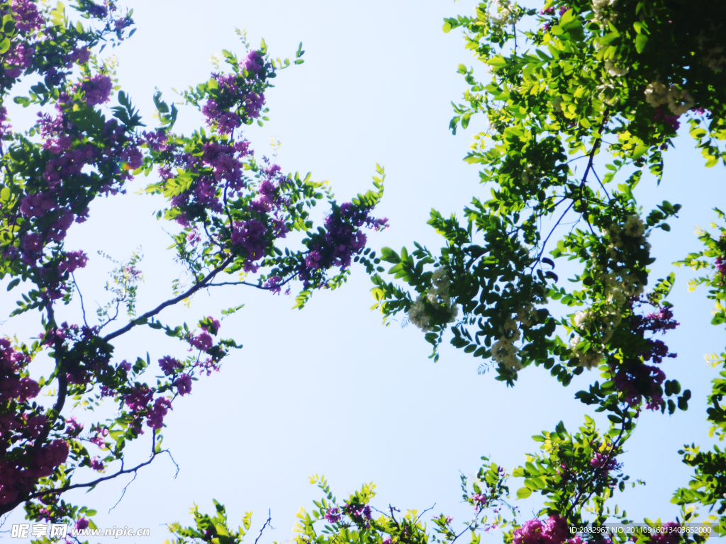 鲜花