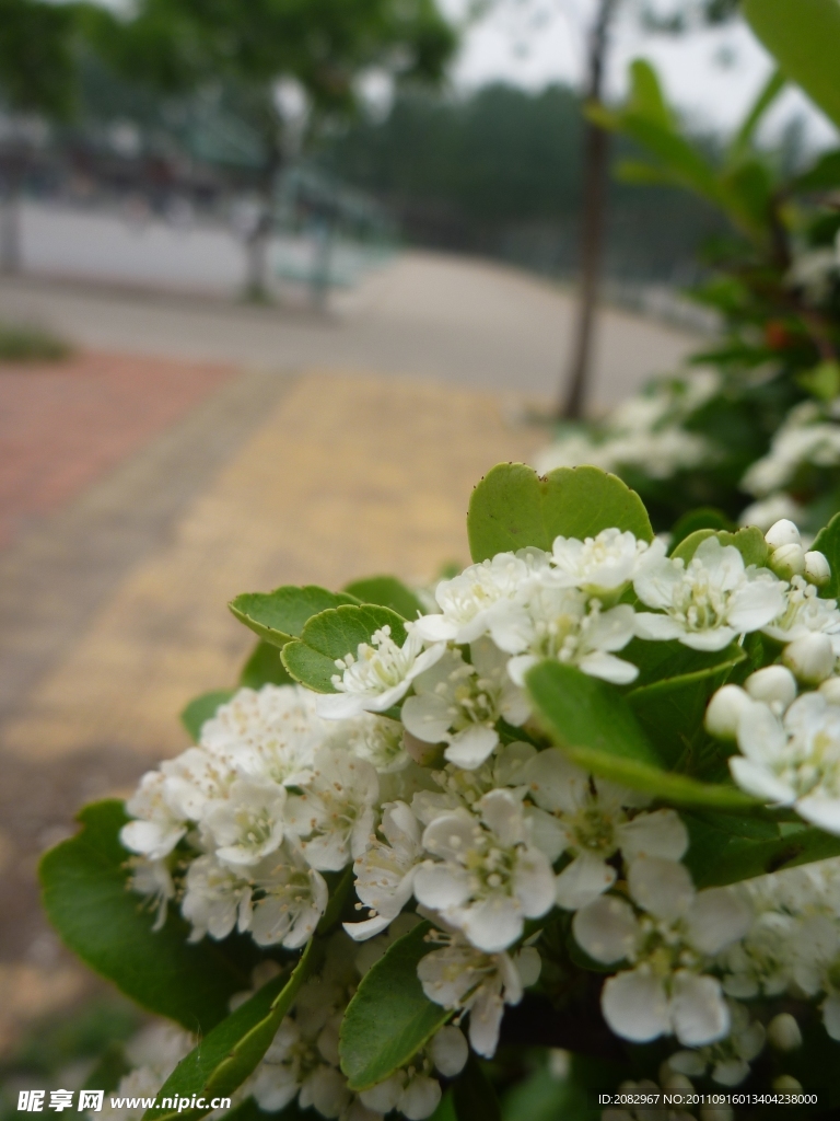 白花(非高清)