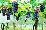 果园风光 葡萄