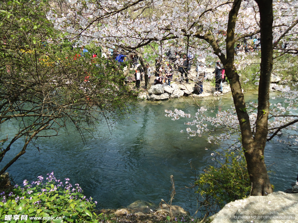 西湖樱花