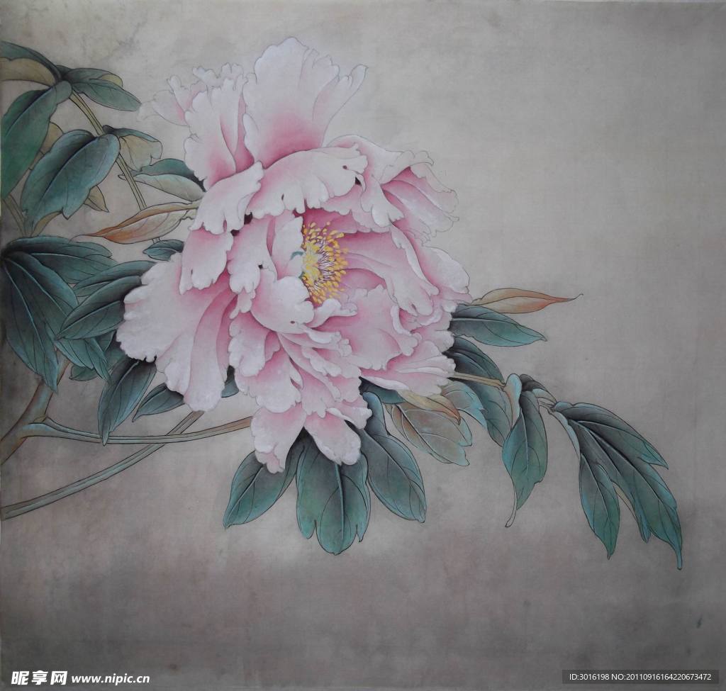 牡丹