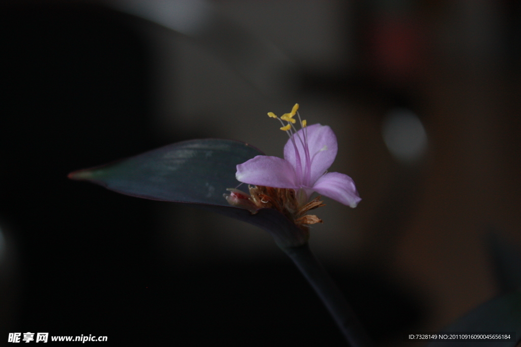 紫竹花