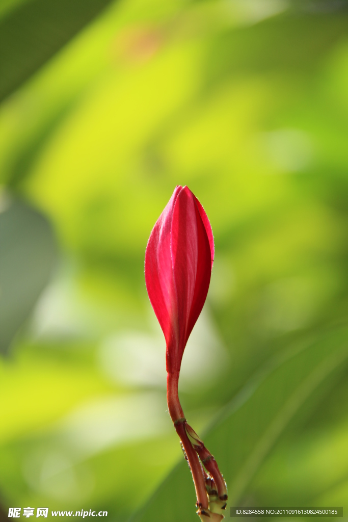鸡蛋花