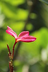 鸡蛋花