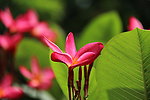 鸡蛋花