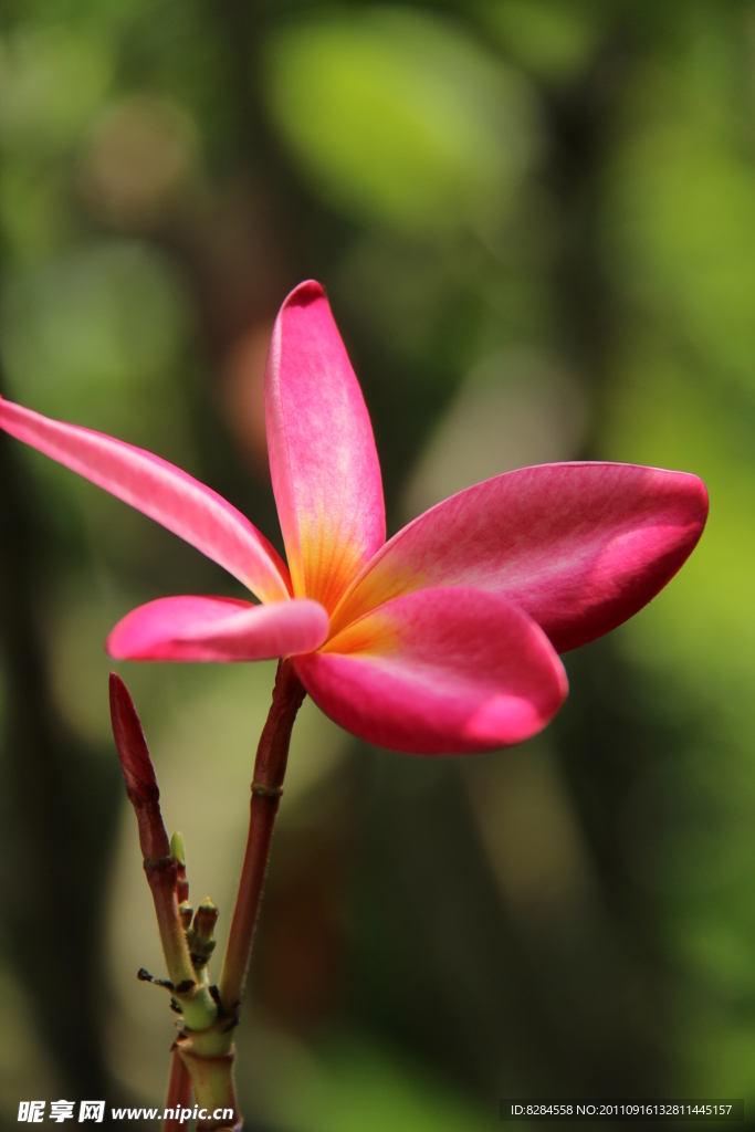 鸡蛋花