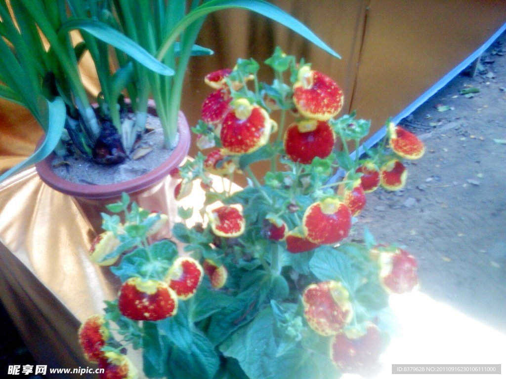 蒲包花