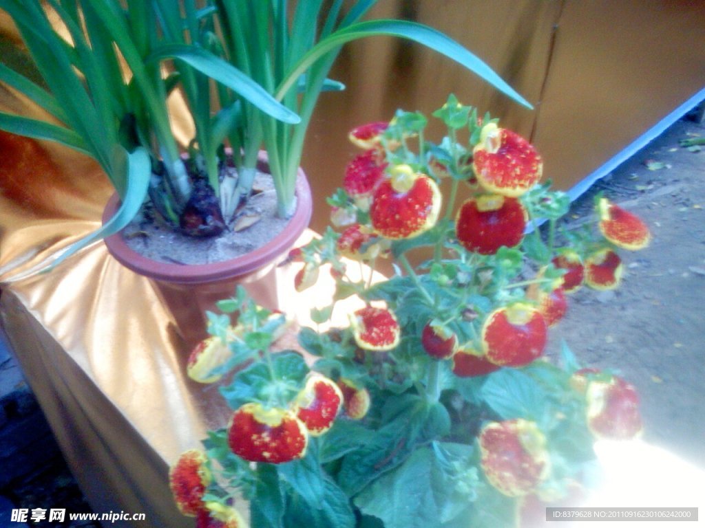 蒲包花