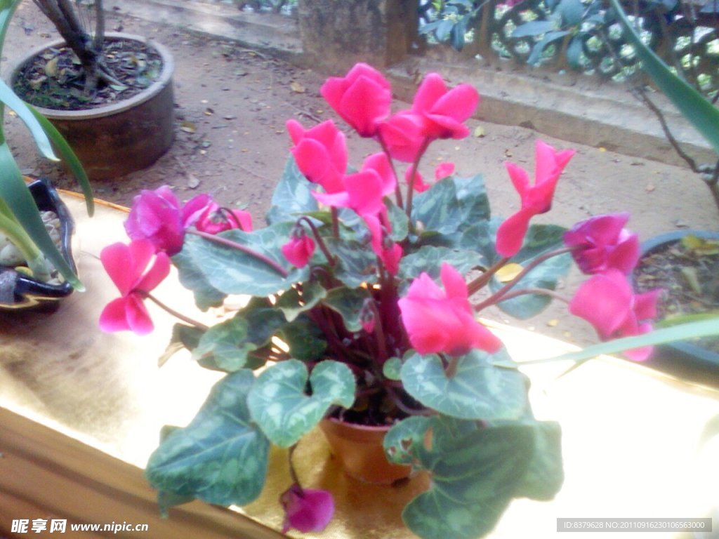 花花