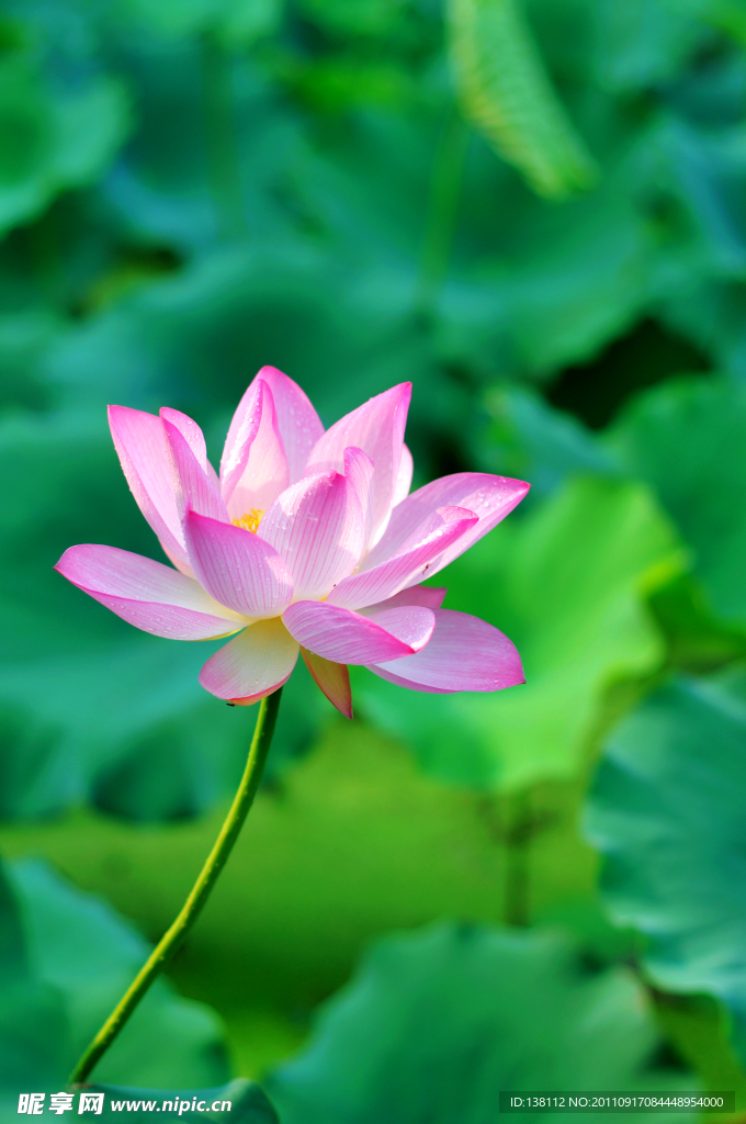 江南荷花（原创）