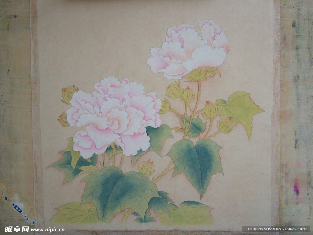 芙蓉