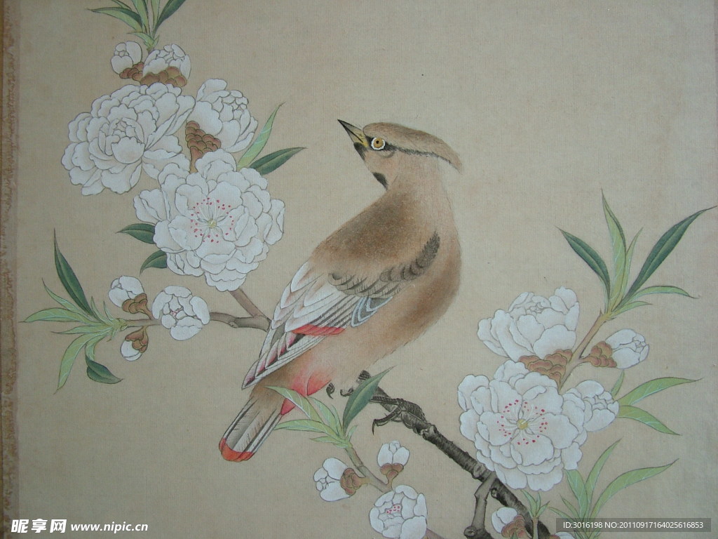 花鸟