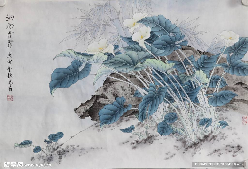 马蹄莲